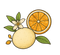 Orangerie Blanche