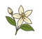 Jasmin d'été